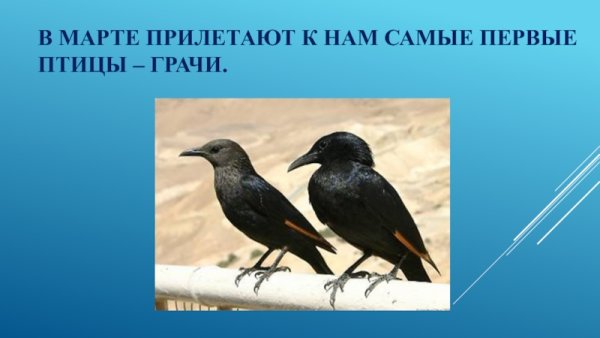 Птицы которые прилетают весной