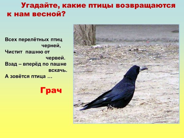 Всех перелётных птиц Черней чистит пашню