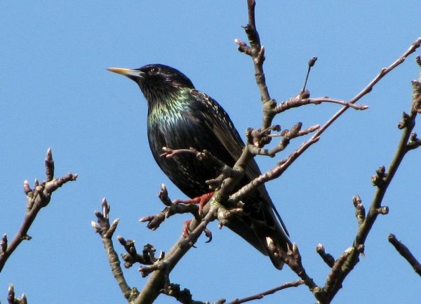 Малабарский скворец