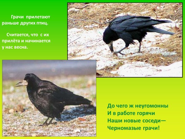 Первые птицы прилетели