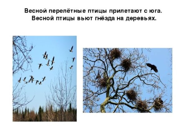 Птицы прилетают с Юга