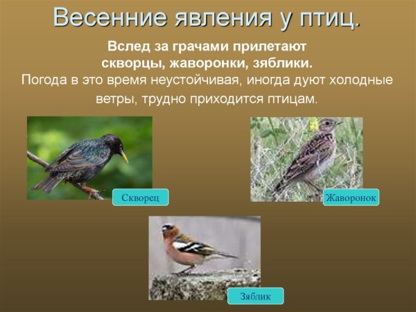 Какие птицы прилетают