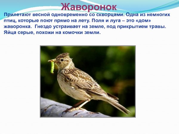 Птицы которые прилетают весной