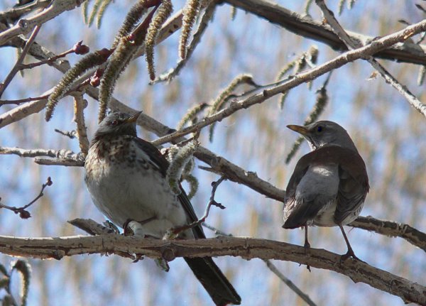 Серые птицы прилететели