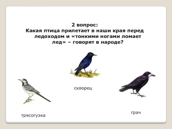 Птицы которые прилетают весной