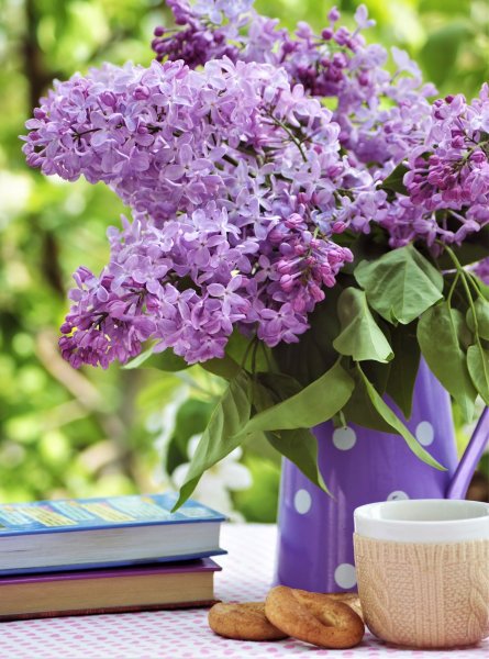 Доброе утро сирень