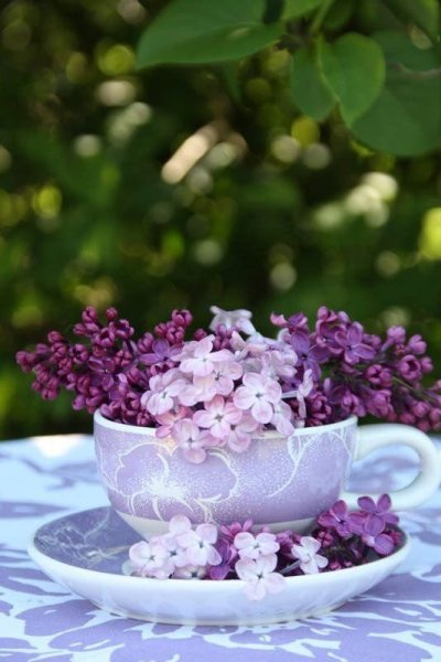 Сирень чаепитие