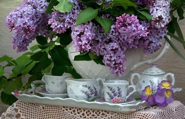 Утро сирень