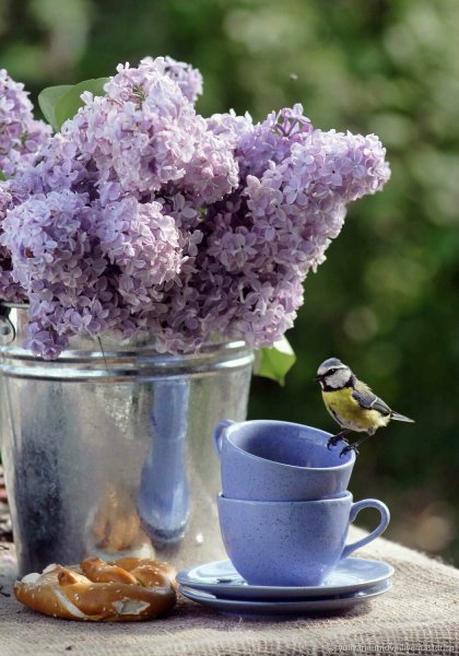 Сирень и птички