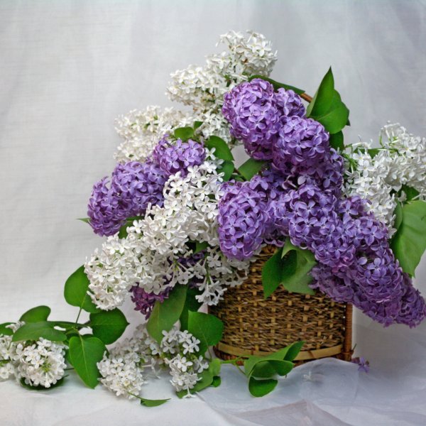 Пожелания с добрым майским утром