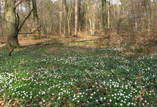 Поляна весной