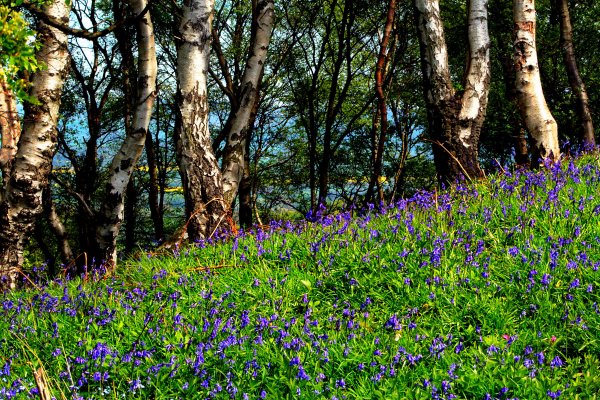 Весенние Луга