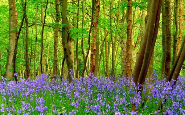 Цветы в лесу