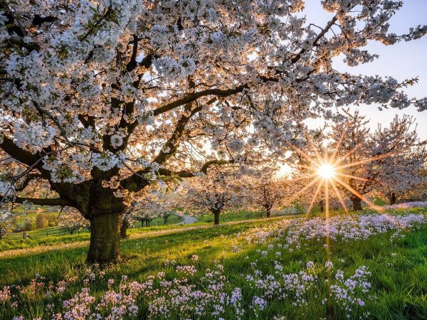 Весеннее дерево