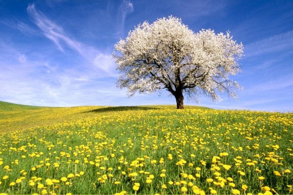 Весна солнце цветы