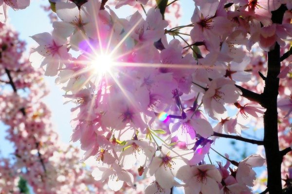 Солнечная Весна