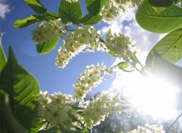 Весенняя природа солнце