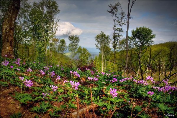 Летние Лесные цветы