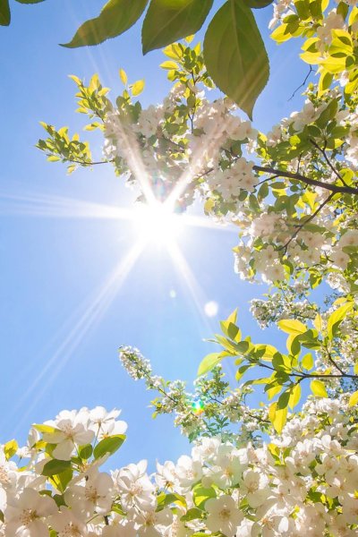 Солнечная Поляна с одуванчиками