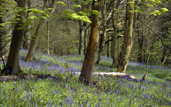 Весенний лес