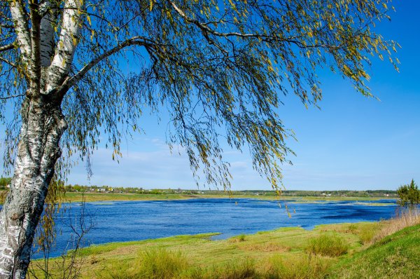 Река Волга природа береза