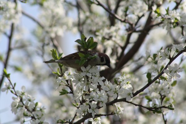 Птицы весной