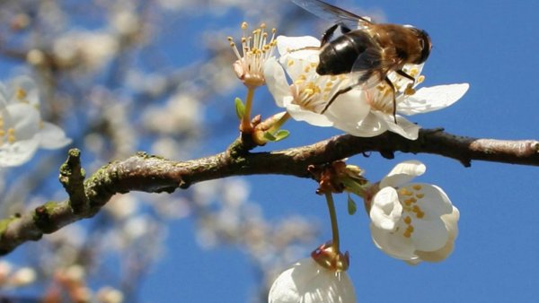 Весна природа оживает