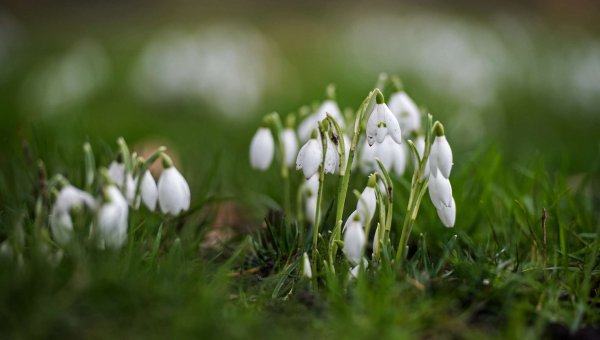 Природа веса