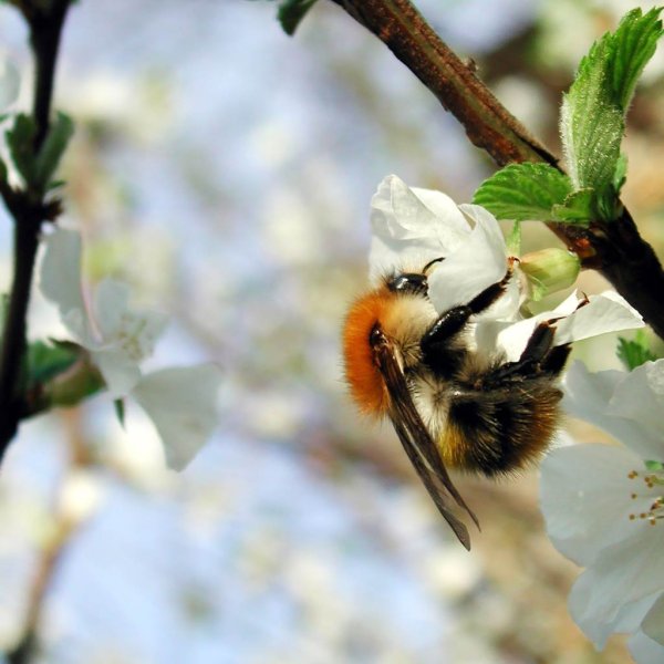 Весеннее Пробуждение природы