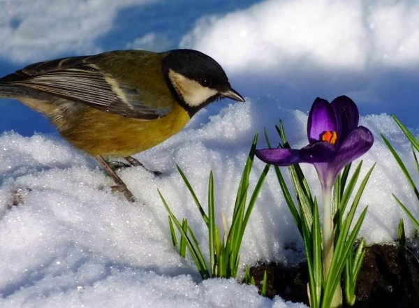Апрельские крокусы