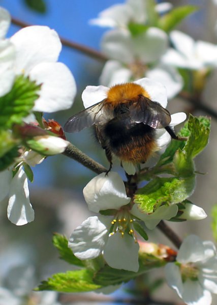 Весна в России