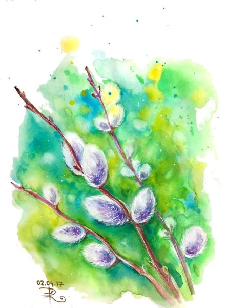 Верба акварель