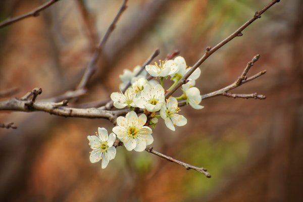 Весенние цветы