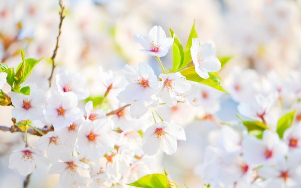 Теплая Весна