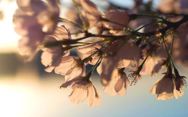 Весна природа