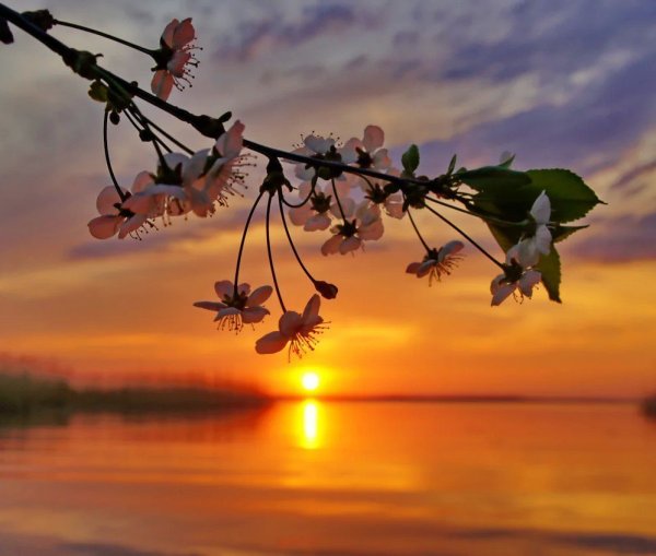 Красивая Цветущая Весна