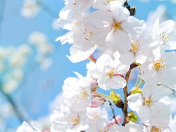 Весна природа