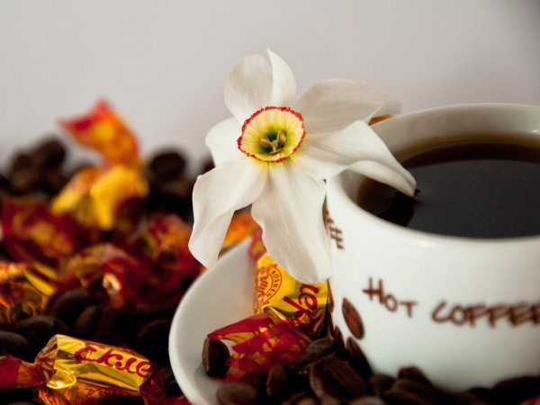 Какао с маршмеллоу Шоколадница