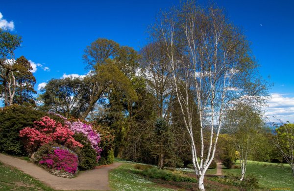 Деревья и кустарники