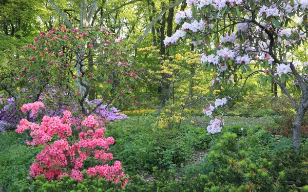 Рододендрон,спирея.Глициния.японская Империя