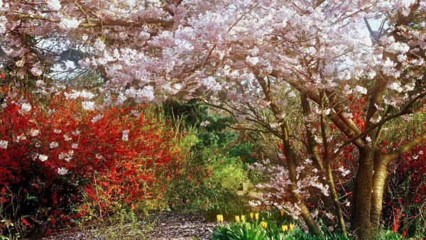 Цветущие деревья для сада