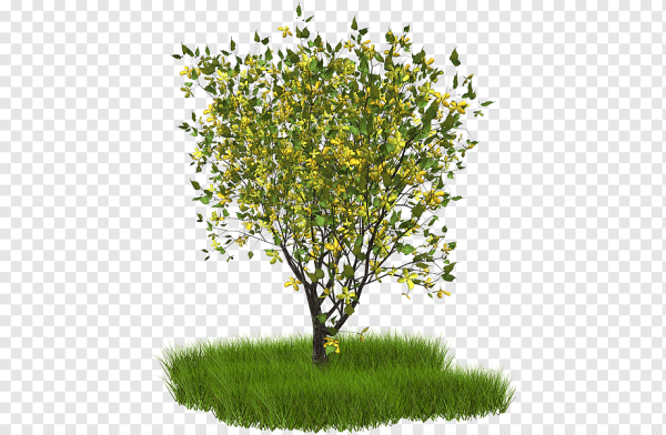 Весеннее дерево на белом фоне