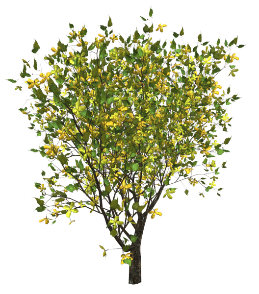 Весеннее дерево на прозрачном фоне