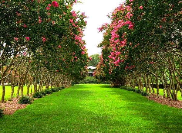 Яблоневый сад Франция