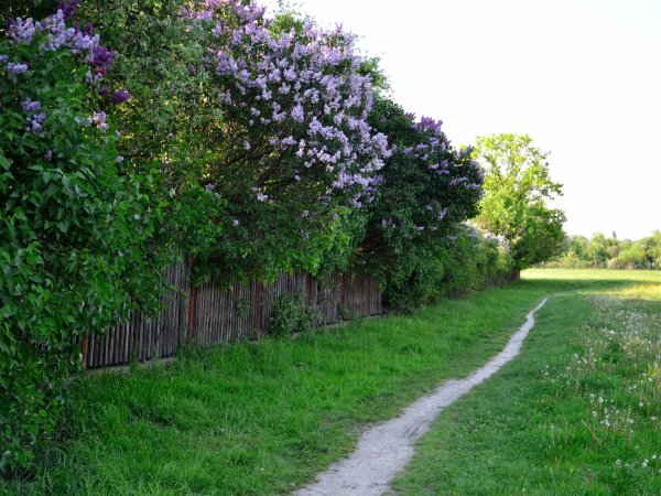 Живая изгородь из сирени обыкновенной