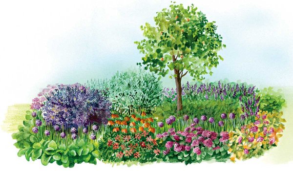 Сад непрерывного цветения Натальи Петренко