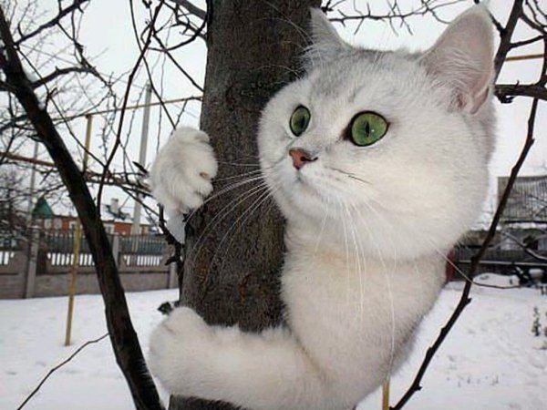 Коты на заборе
