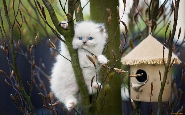 Кошки зимой