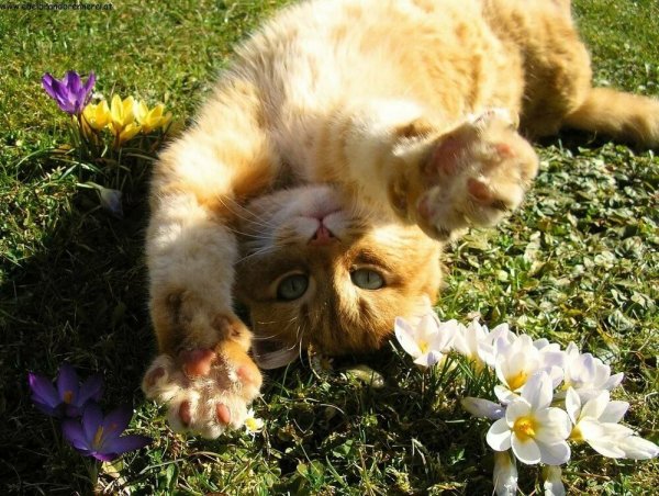 Весенний котик