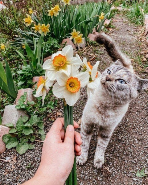 Кот Весна